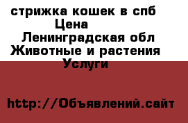 стрижка кошек в спб  › Цена ­ 900 - Ленинградская обл. Животные и растения » Услуги   